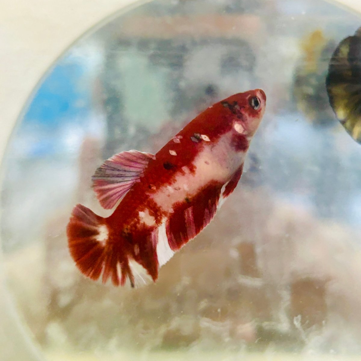Red Koi Copper Plakat - Female Betta 062