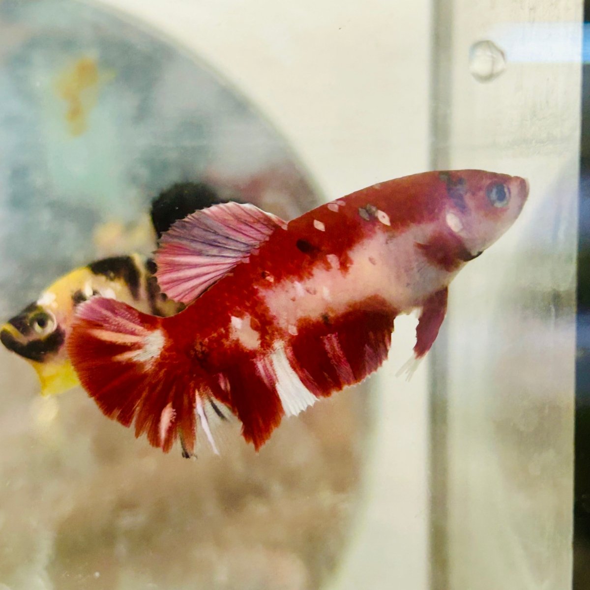 Red Koi Copper Plakat - Female Betta 062