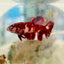 Red Koi Copper Plakat - Female Betta 062