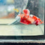 Red Koi Copper Plakat - Female Betta 117
