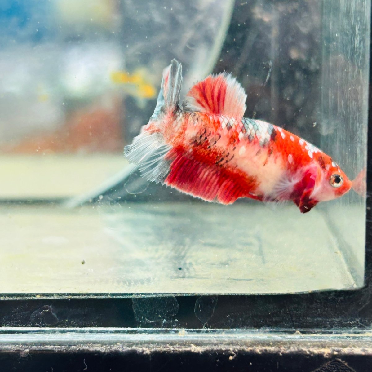 Red Koi Copper Plakat - Female Betta 117