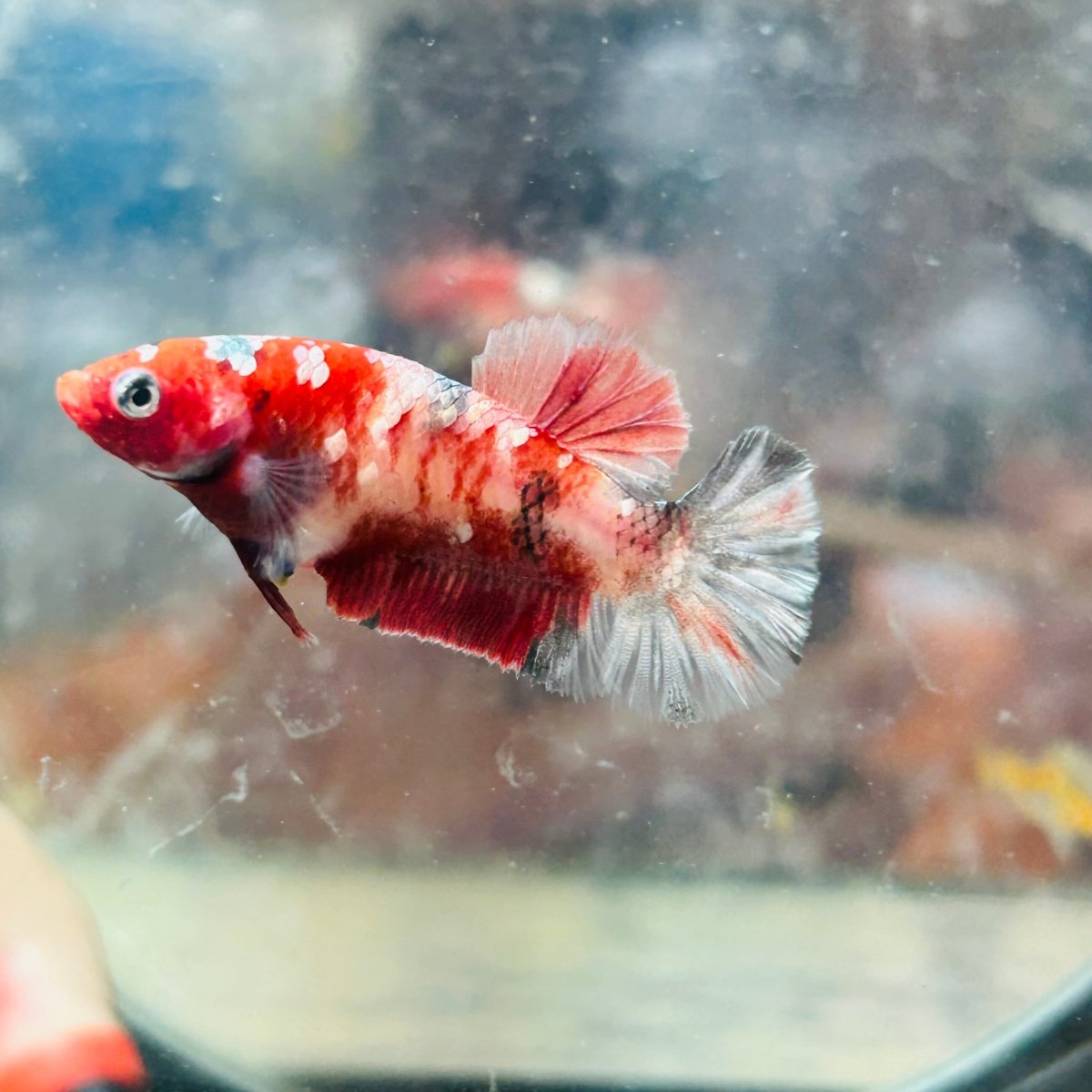 Red Koi Copper Plakat - Female Betta 117