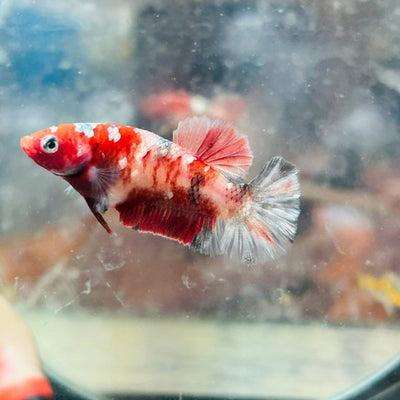 Red Koi Copper Plakat - Female Betta 117