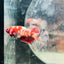 Red Koi Copper Plakat - Female Betta 117
