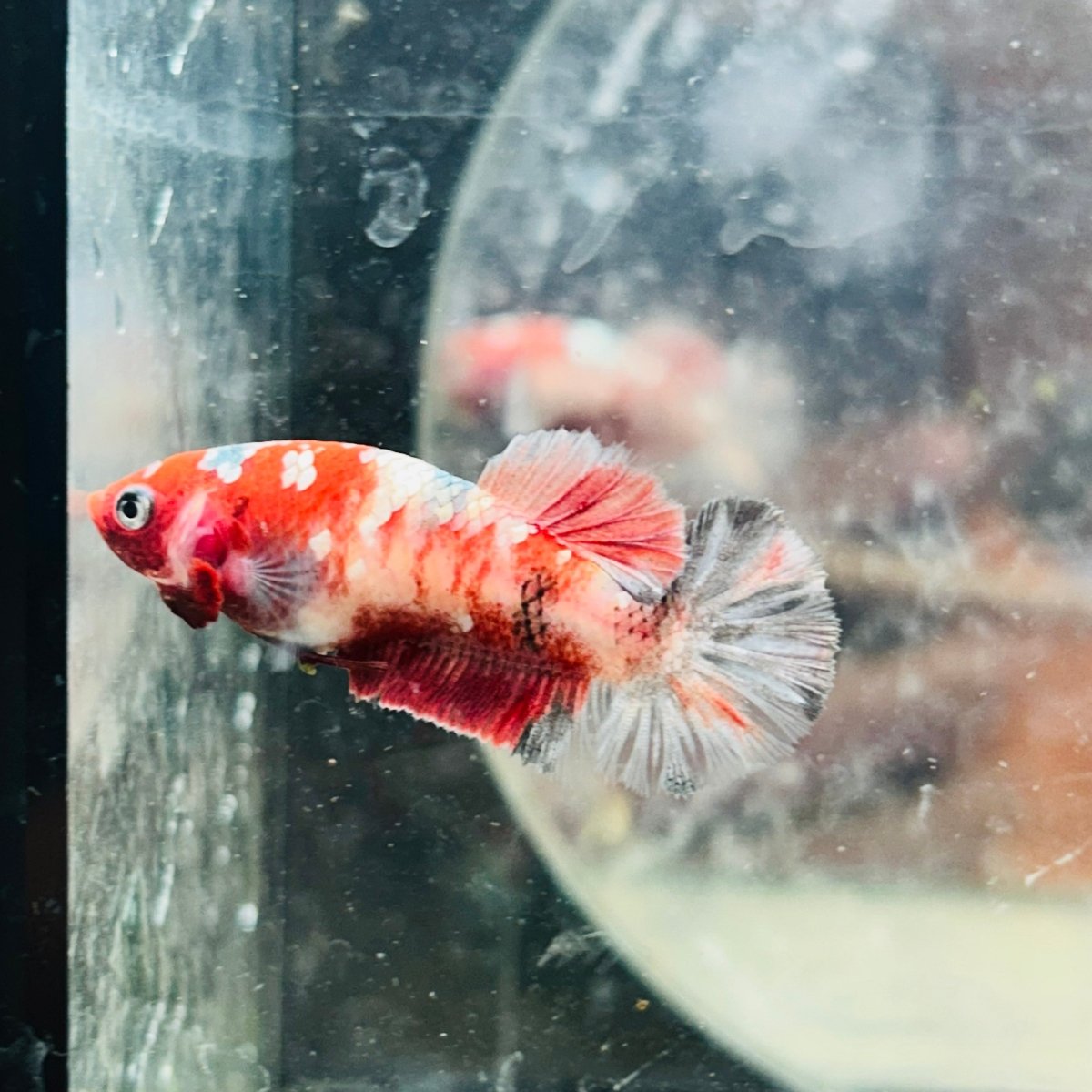 Red Koi Copper Plakat - Female Betta 117