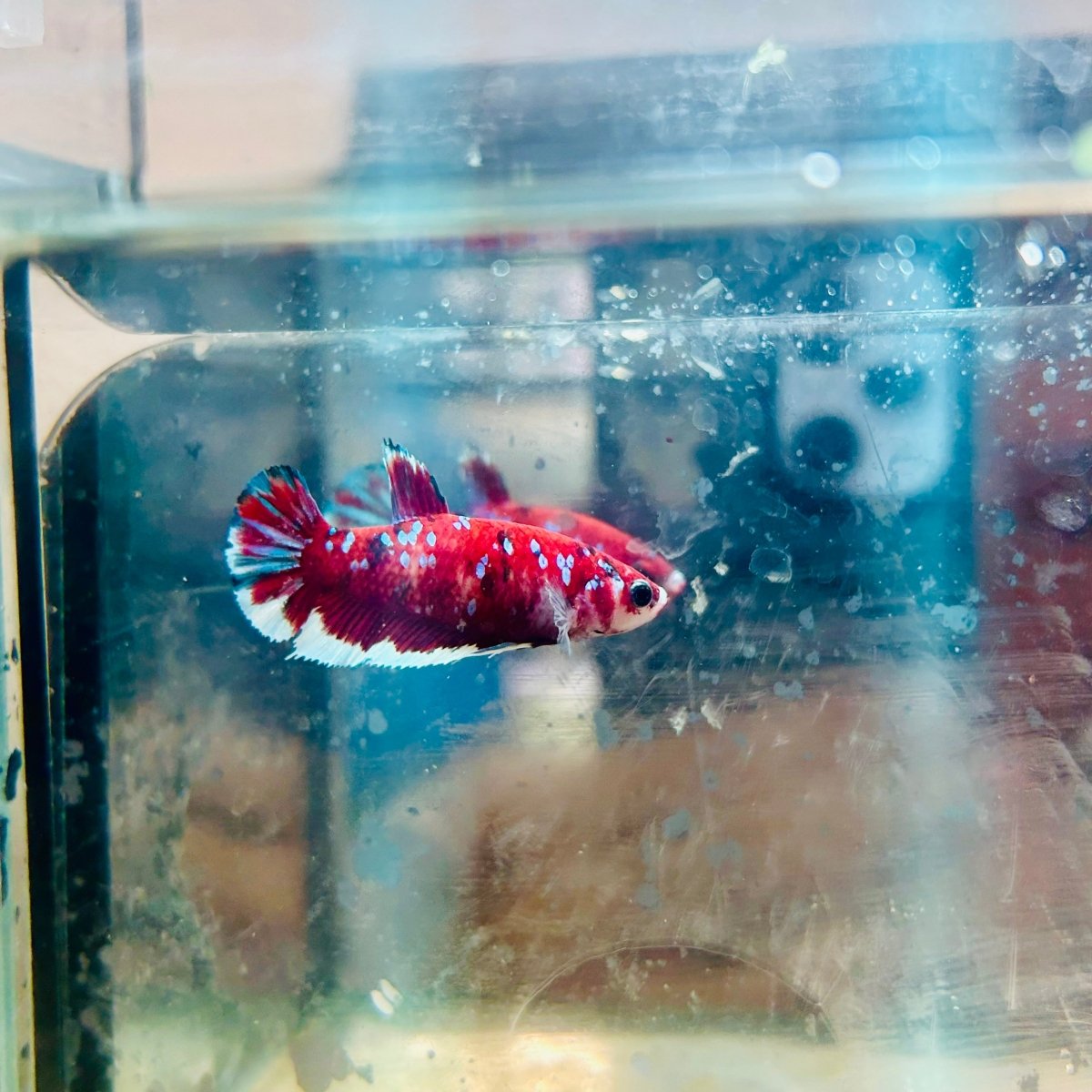 Red Koi Copper Plakat - Female Betta 117 Female betta