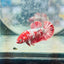 Red Koi Copper Plakat - Female Betta 128