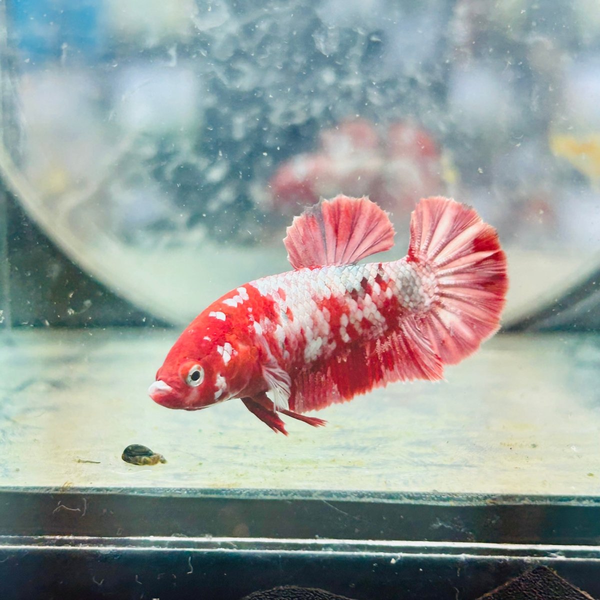 Red Koi Copper Plakat - Female Betta 128