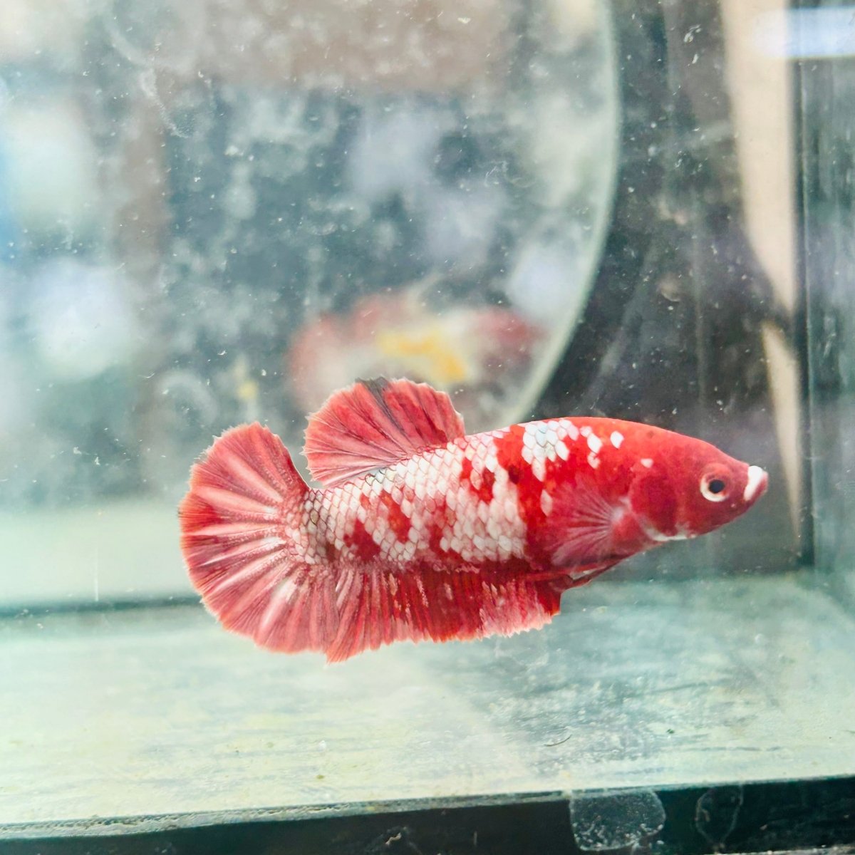 Red Koi Copper Plakat - Female Betta 128
