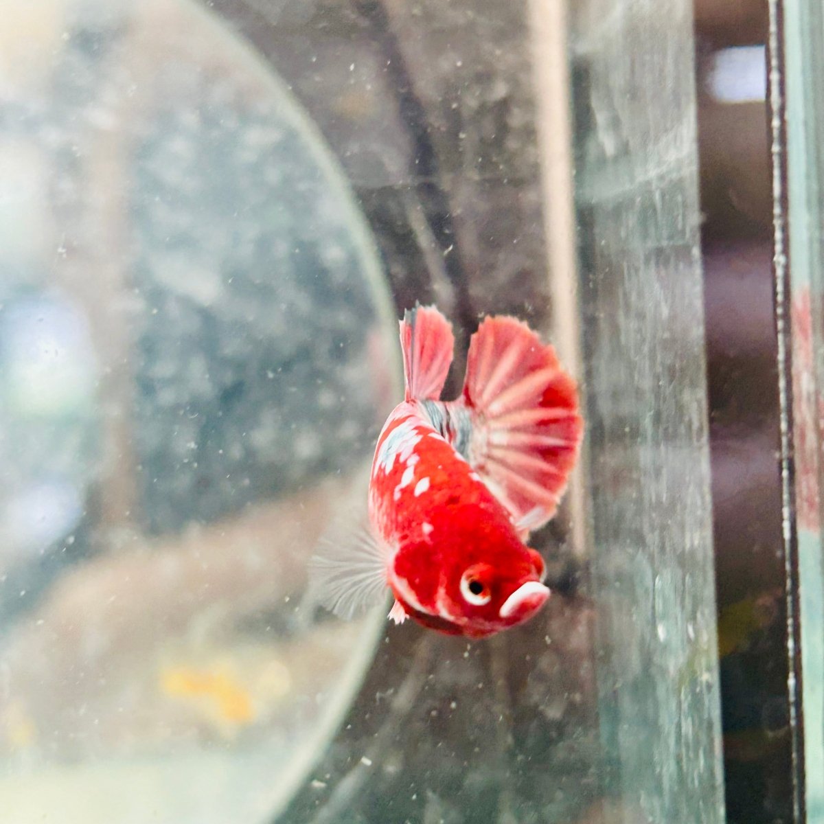 Red Koi Copper Plakat - Female Betta 128