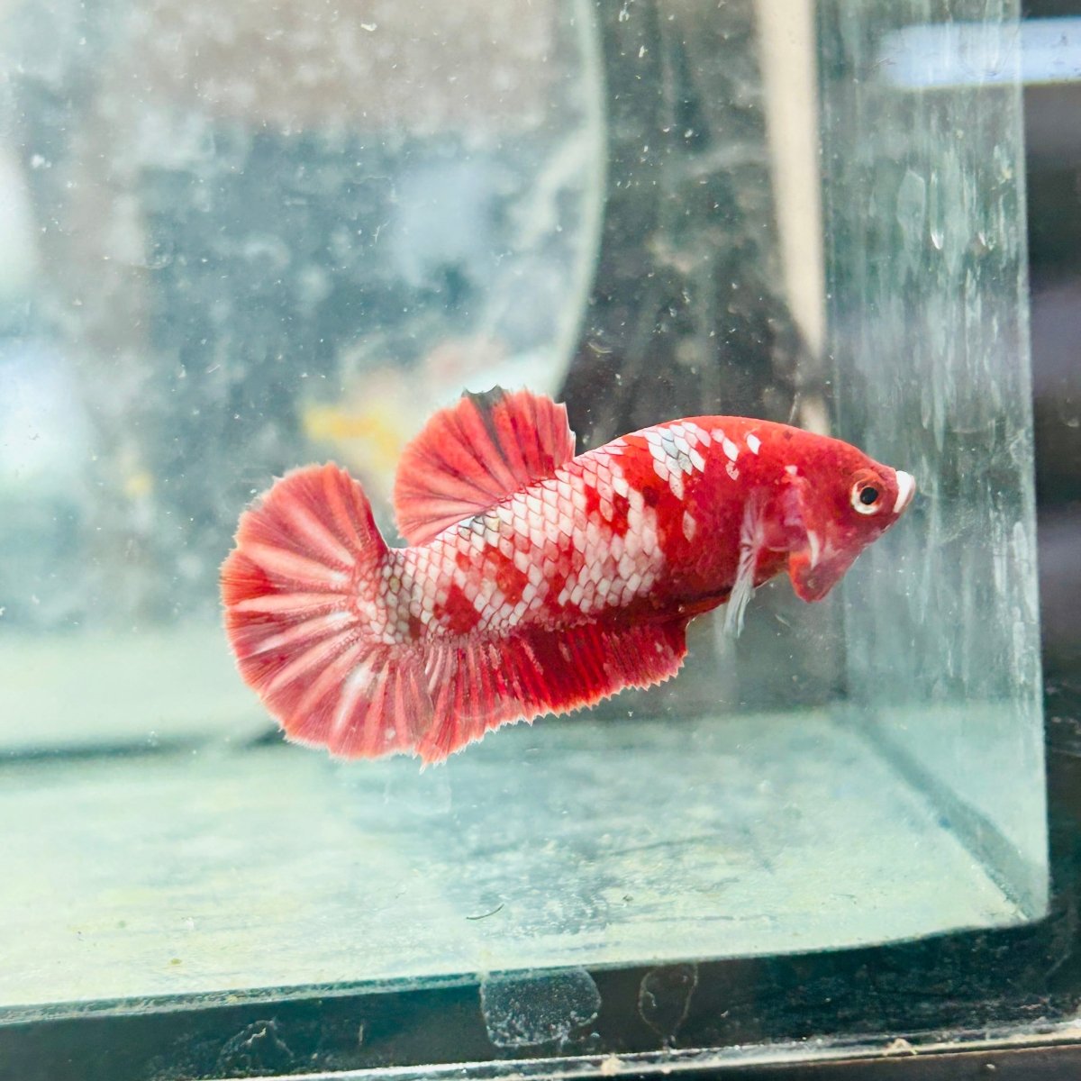 Red Koi Copper Plakat - Female Betta 128
