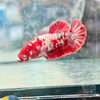 Red Koi Copper Plakat - Female Betta 128