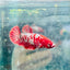 Red Koi Copper Plakat - Female Betta 128