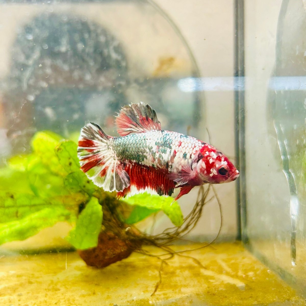 Red Koi Copper Plakat - Female Betta 143 Female betta