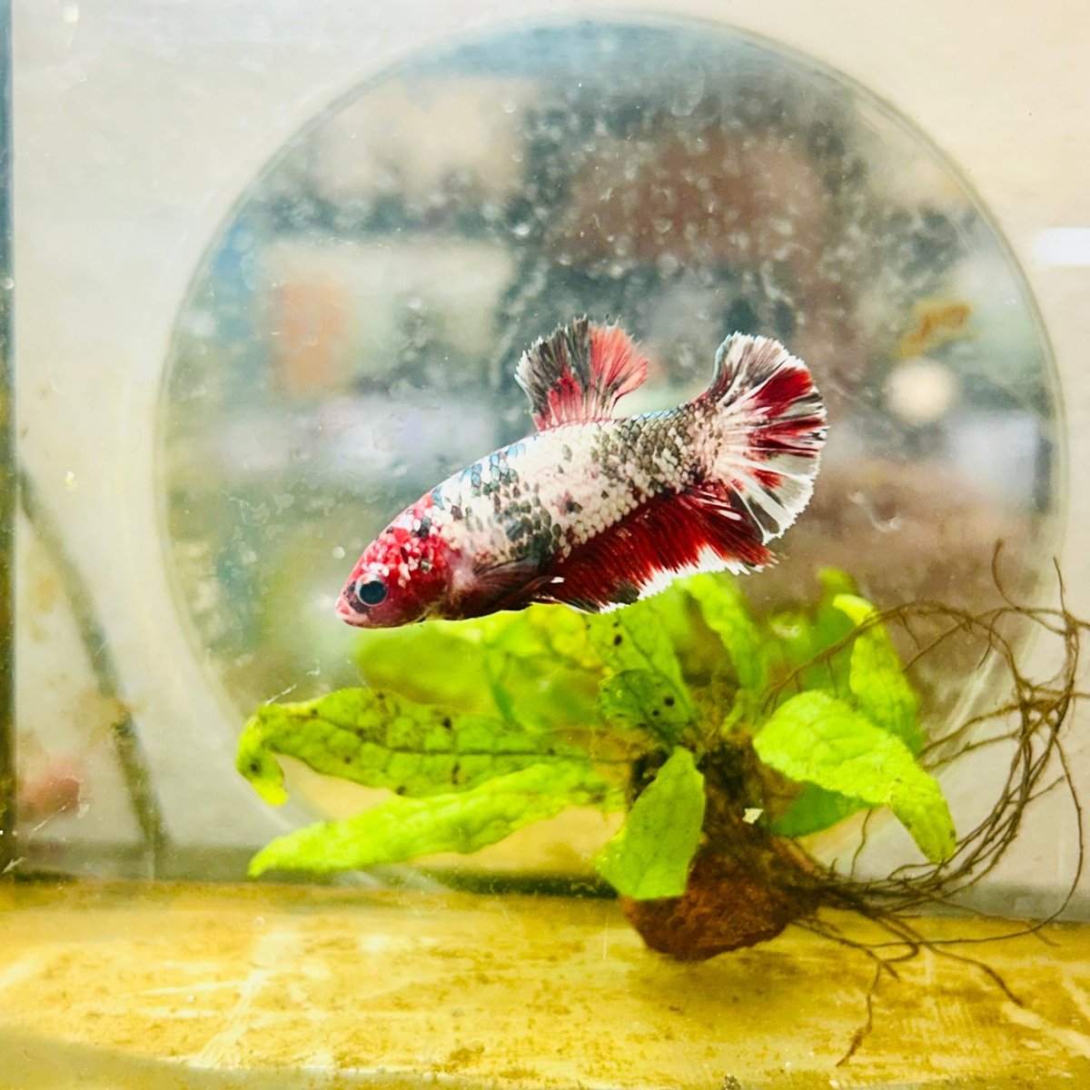 Red Koi Copper Plakat - Female Betta 143 Female betta