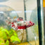 Red Koi Copper Plakat - Female Betta 143 Female betta