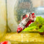 Red Koi Copper Plakat - Female Betta 143 Female betta