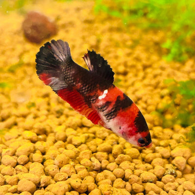Red Koi Copper Plakat - Female Betta