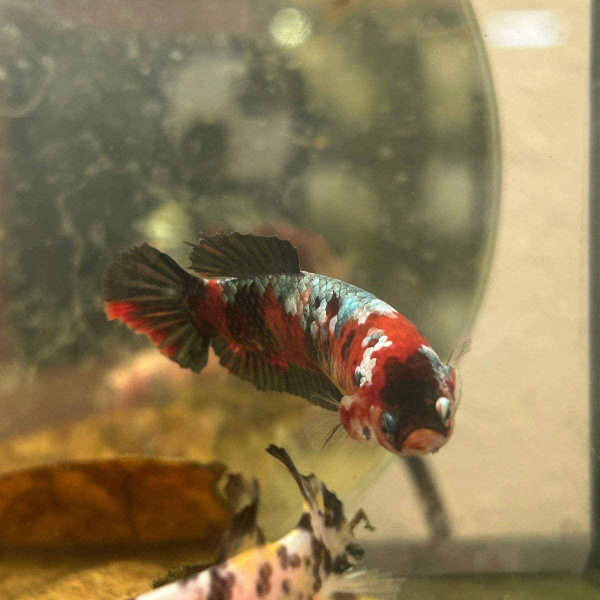 Red Koi Copper Plakat - Female Betta 199