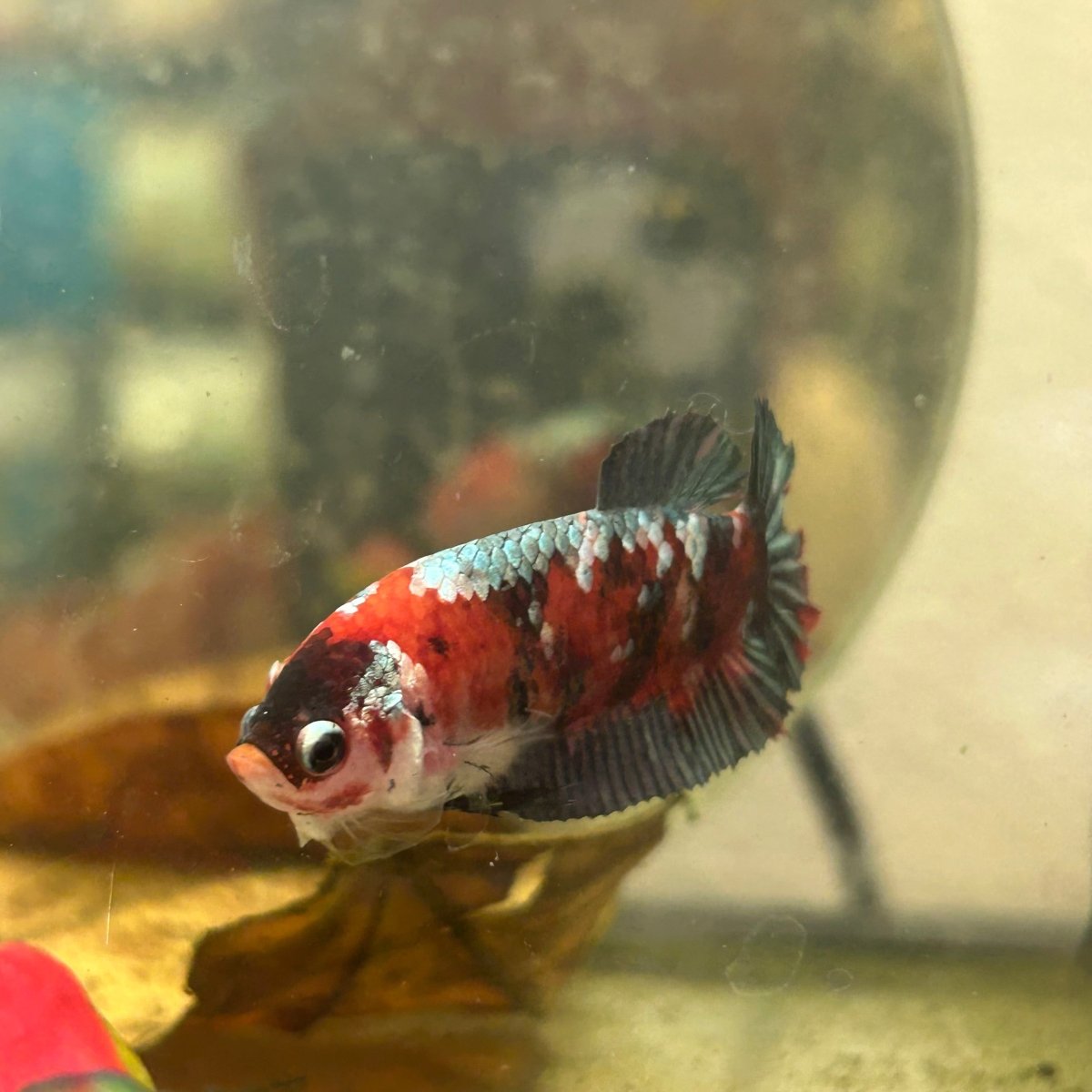 Red Koi Copper Plakat - Female Betta 199