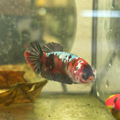 Red Koi Copper Plakat - Female Betta 199