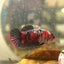 Red Koi Copper Plakat - Female Betta 199