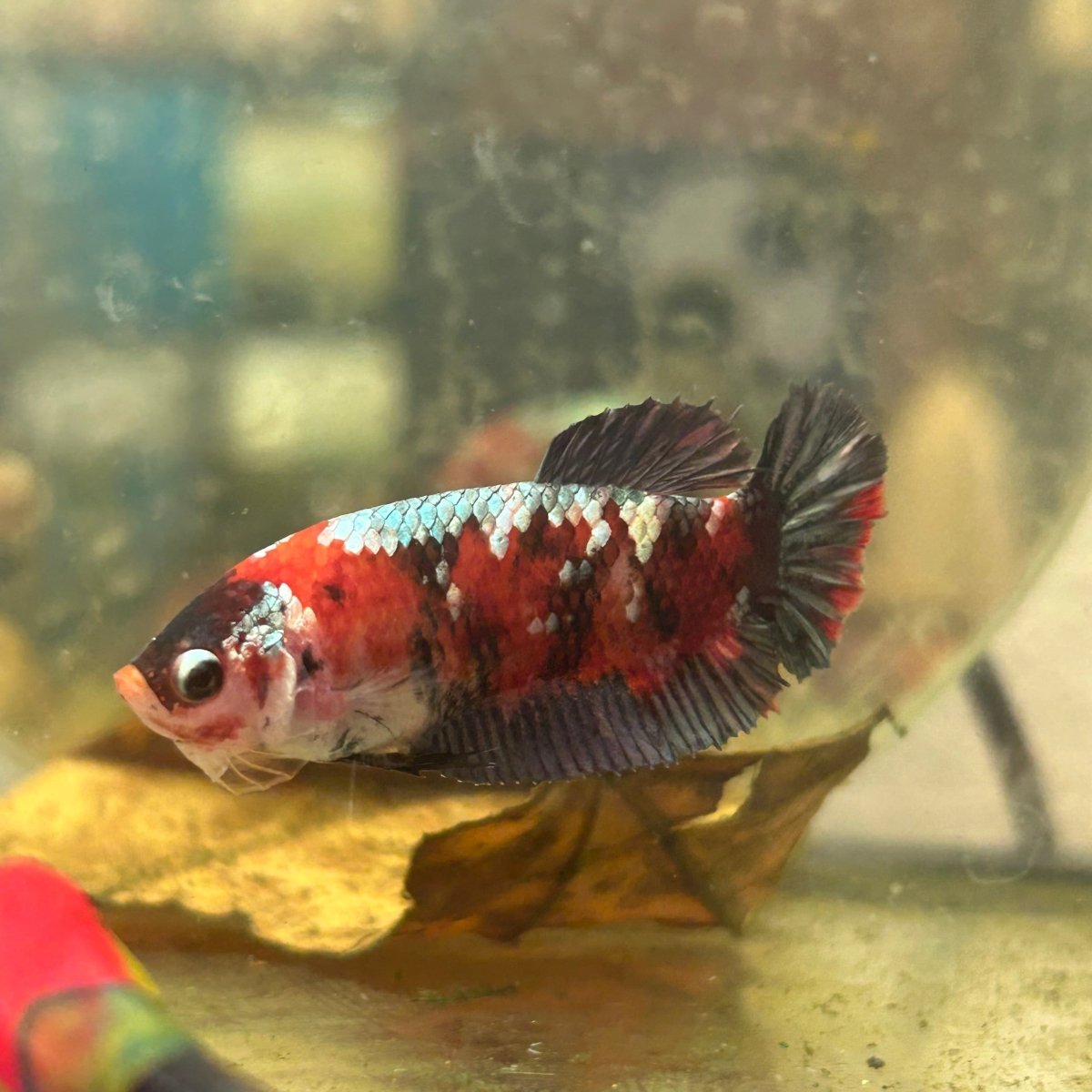 Red Koi Copper Plakat - Female Betta 199