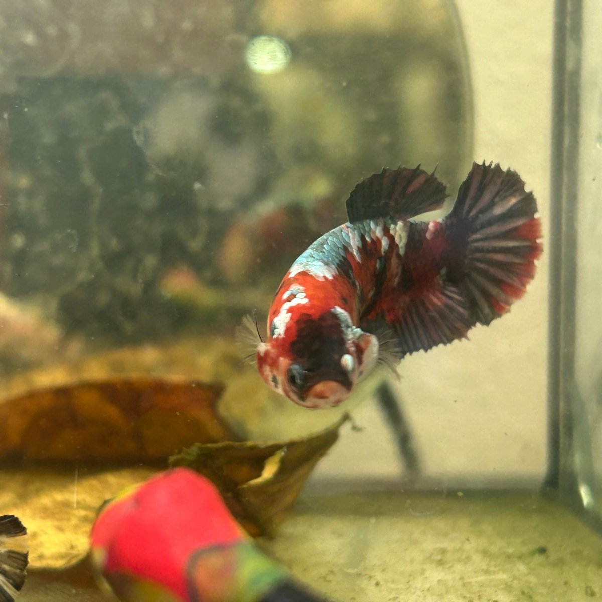Red Koi Copper Plakat - Female Betta 199