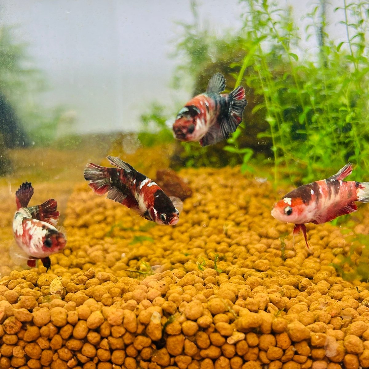 Red Koi Copper Plakat - Female Betta