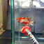 Red Koi Copper Plakat - Female Betta