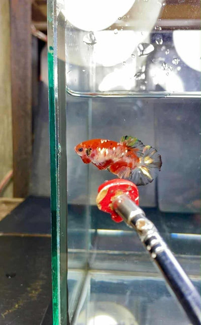 Red Koi Copper Plakat - Female Betta