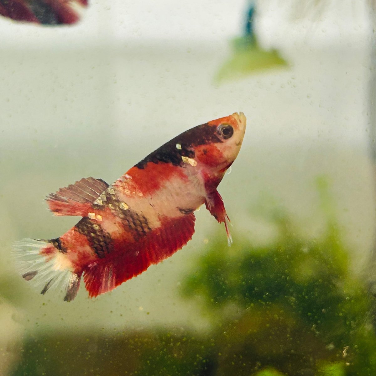 Red Koi Copper Plakat - Female Betta