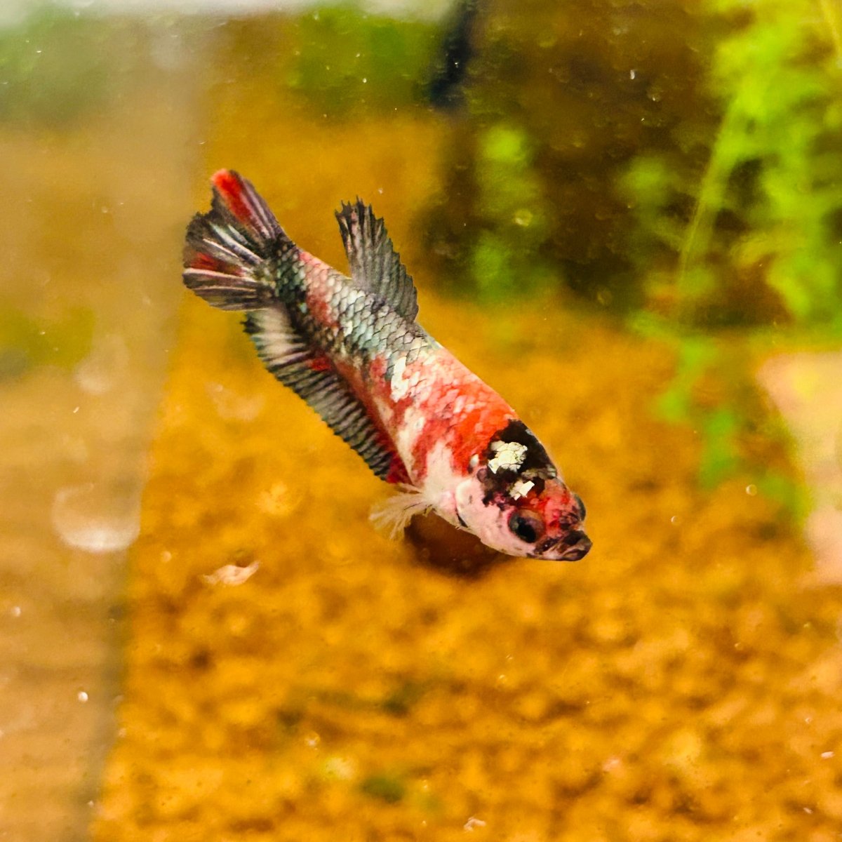 Red Koi Copper Plakat - Female Betta