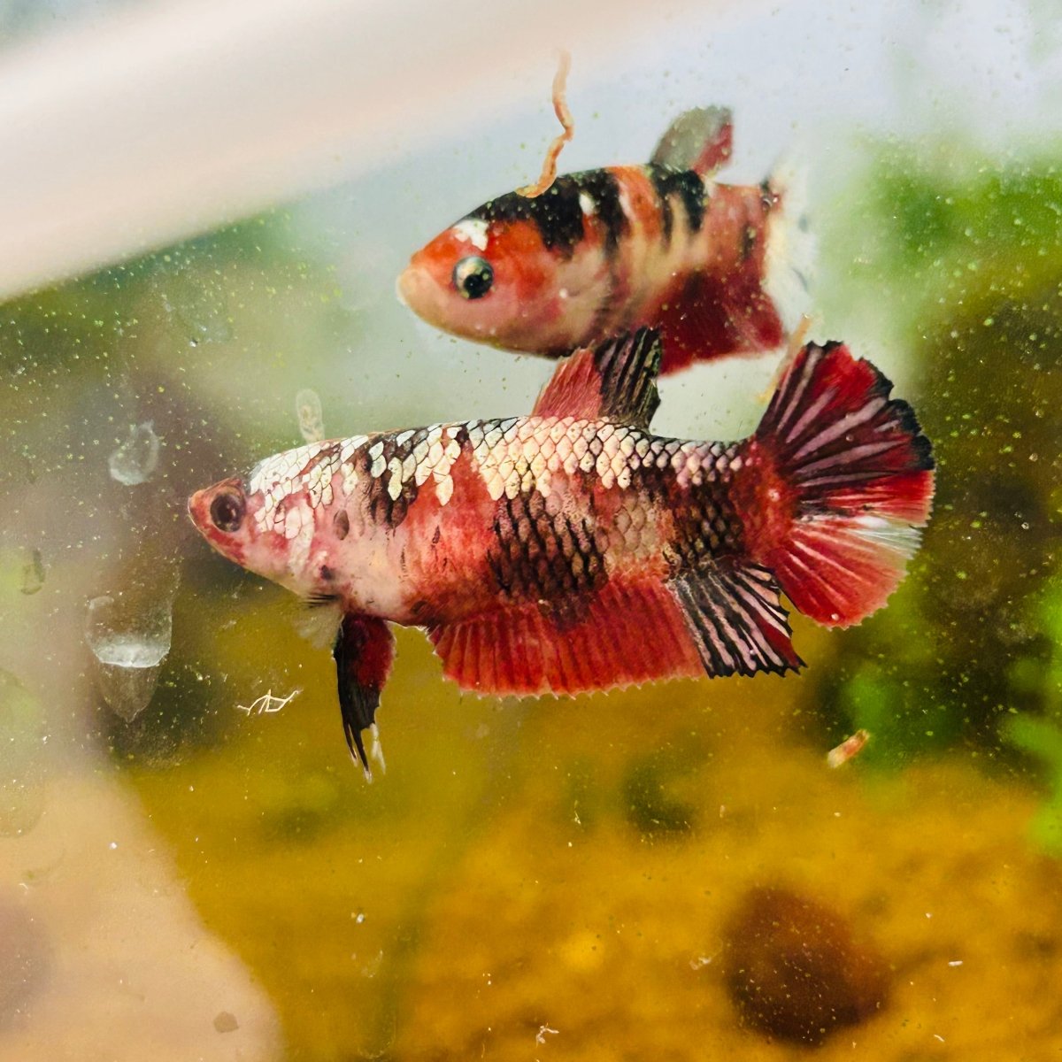 Red Koi Copper Plakat - Female Betta