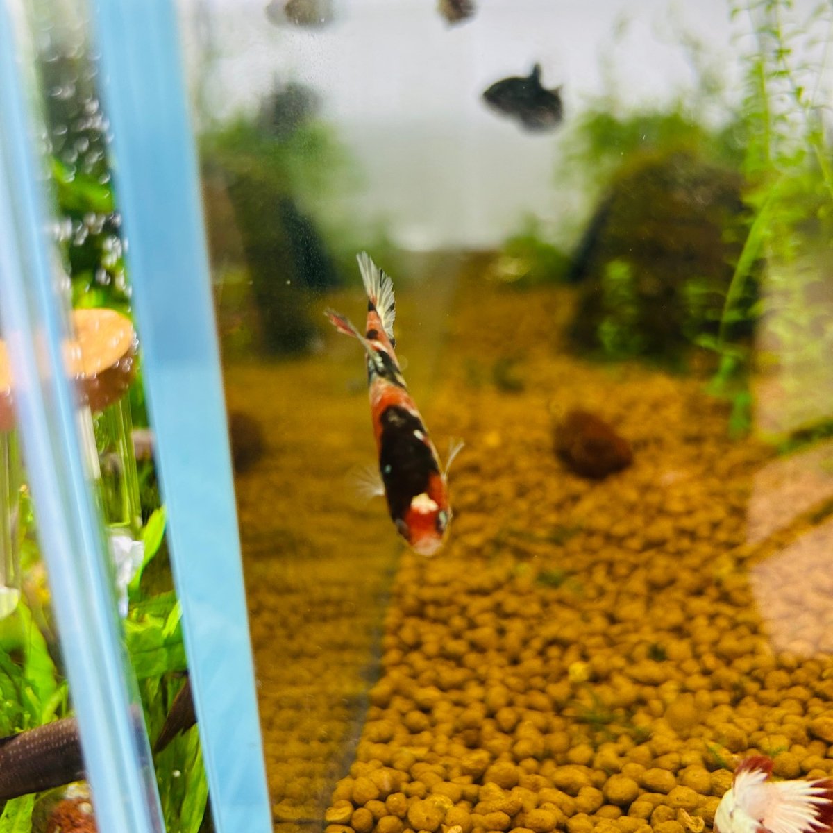 Red Koi Copper Plakat - Female Betta