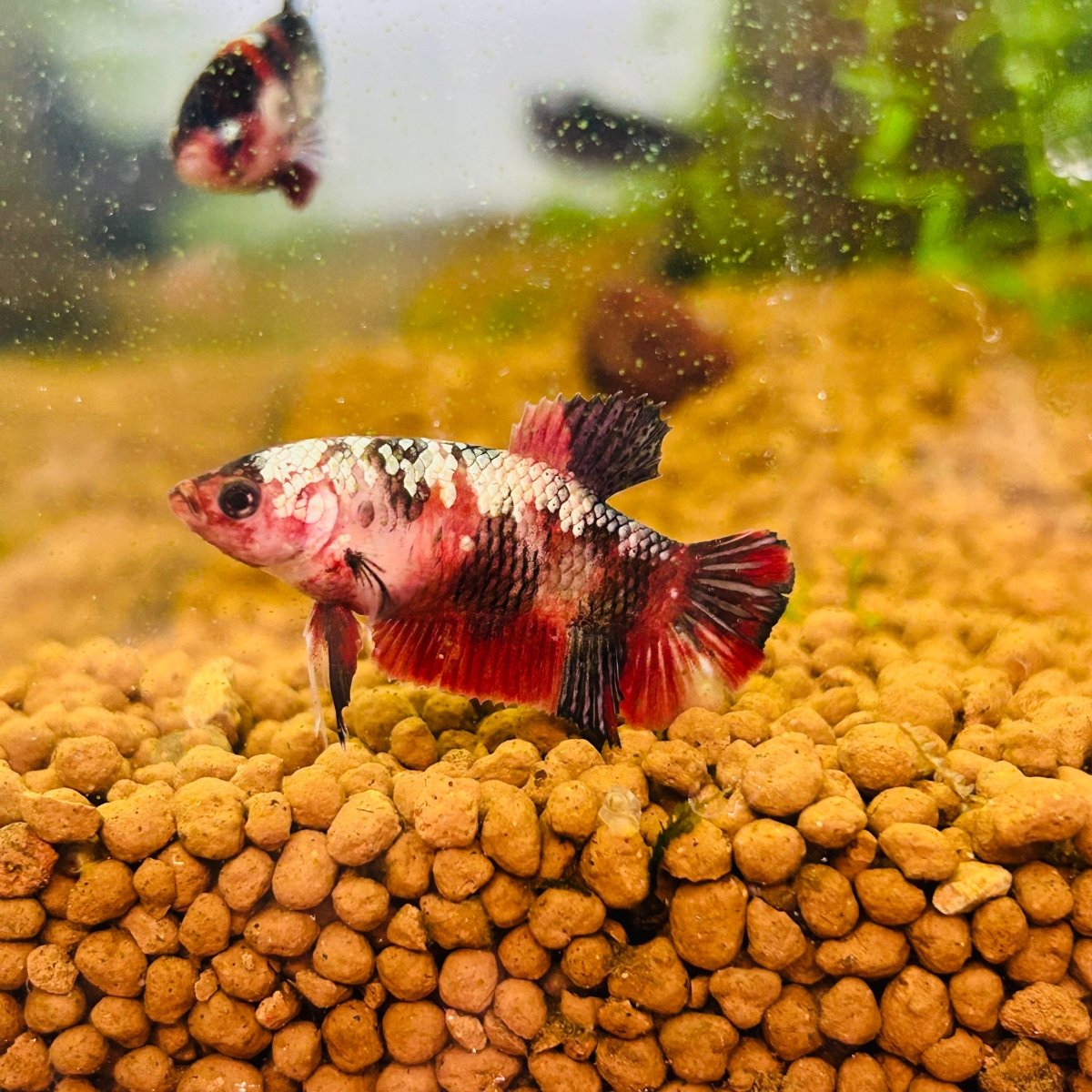 Red Koi Copper Plakat - Female Betta