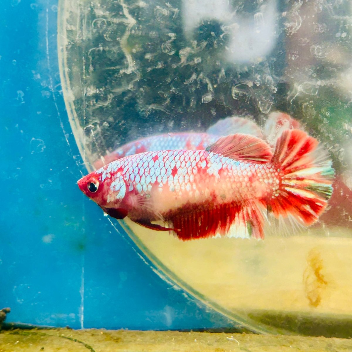 Red Koi Copper Plakat - Female Betta D35