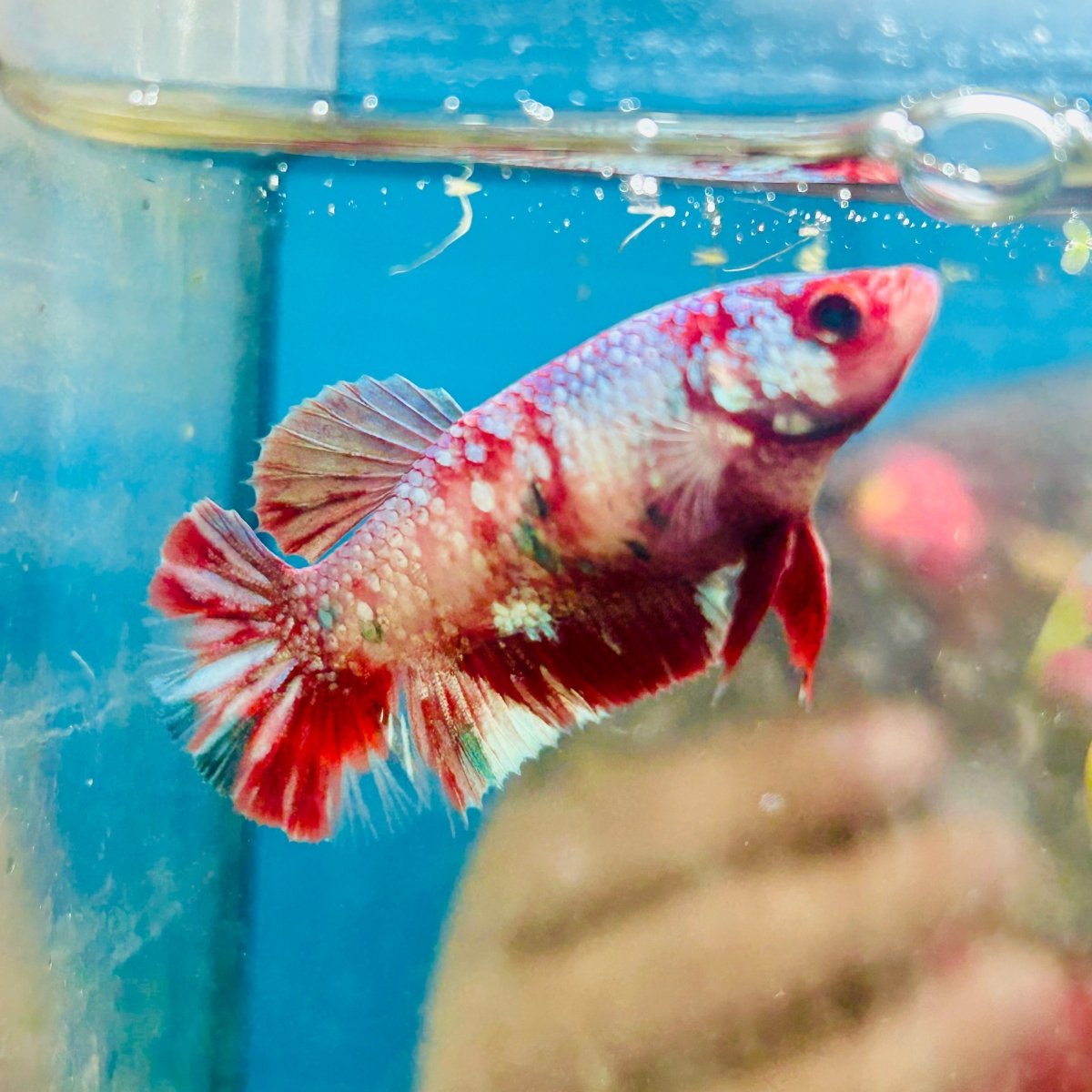 Red Koi Copper Plakat - Female Betta D35