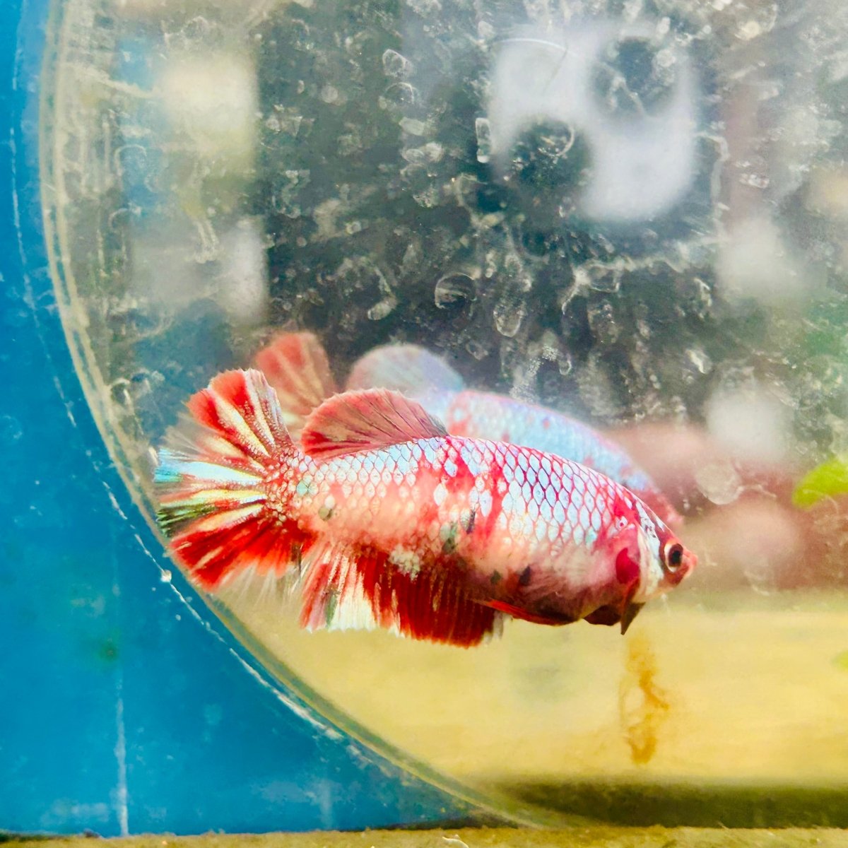 Red Koi Copper Plakat - Female Betta D35
