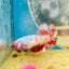 Red Koi Copper Plakat - Female Betta D35