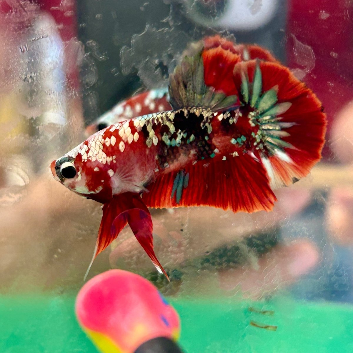 Red Koi Copper Plakat - Male Betta 024
