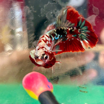 Red Koi Copper Plakat - Male Betta 024