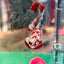 Red Koi Copper Plakat - Male Betta 024