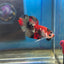 Red Koi Copper Plakat - Male Betta 035