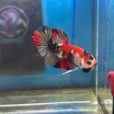 Red Koi Copper Plakat - Male Betta 035