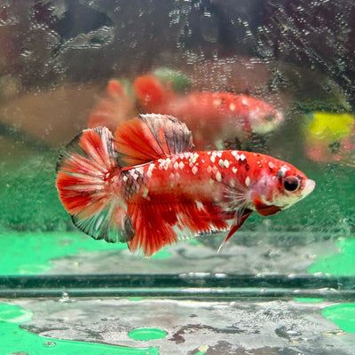 Red Koi Copper Plakat - Male Betta 099