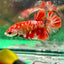 Red Koi Copper Plakat - Male Betta 099
