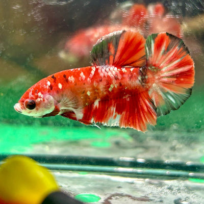 Red Koi Copper Plakat - Male Betta 099