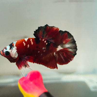 Red Koi Copper Plakat - Male Betta 123