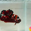 Red Koi Copper Plakat - Male Betta 123